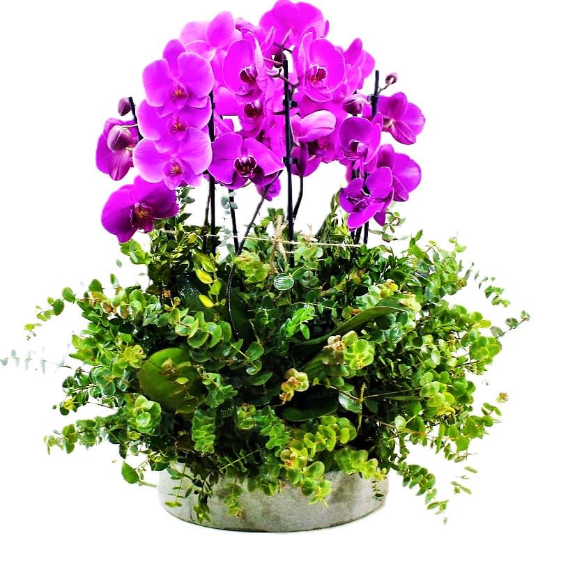 Fuşya Orkide Aranjmanı