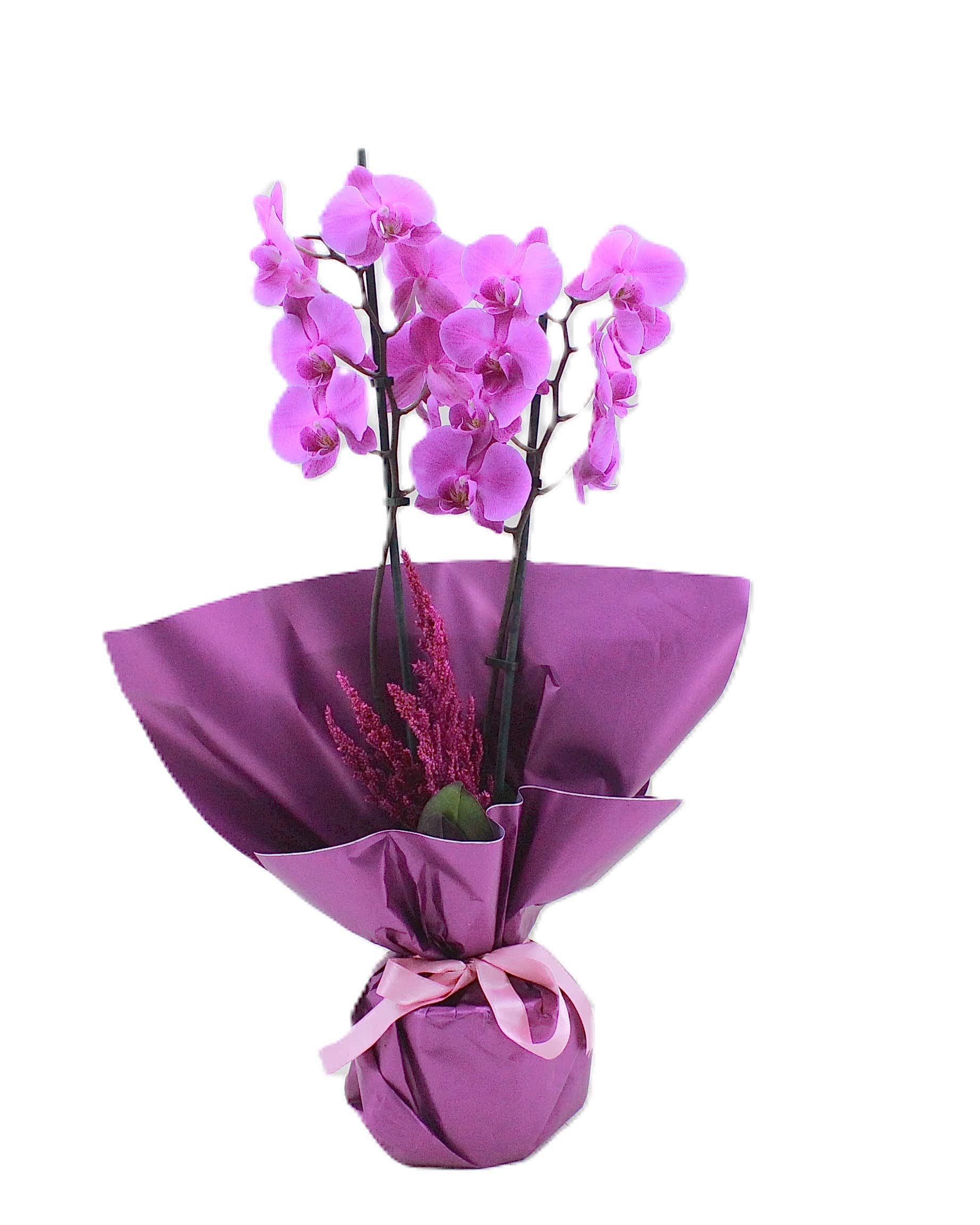 Lolita Double Orkide