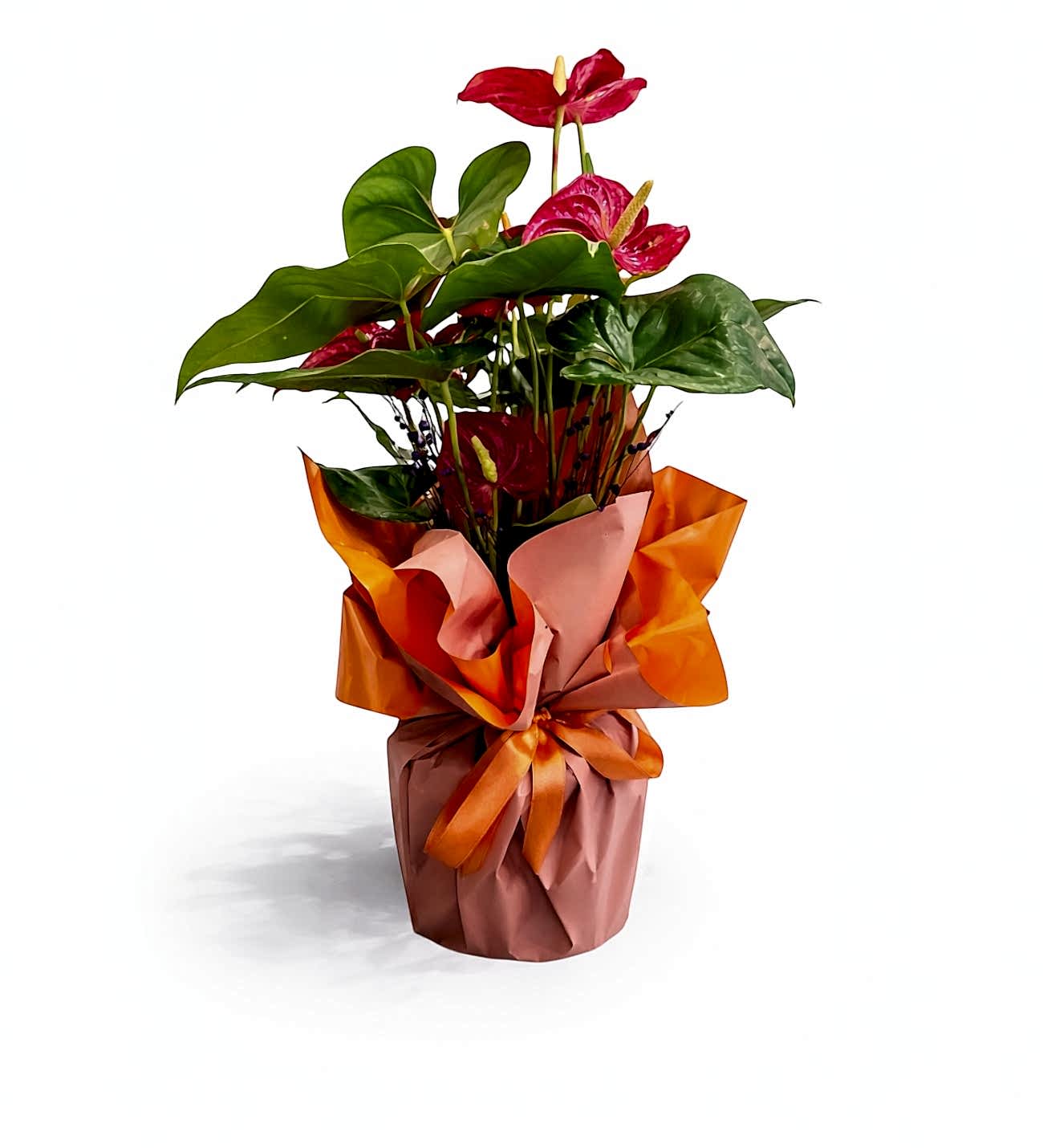 Kırmızı Antoryum Saksı Çiçeği 