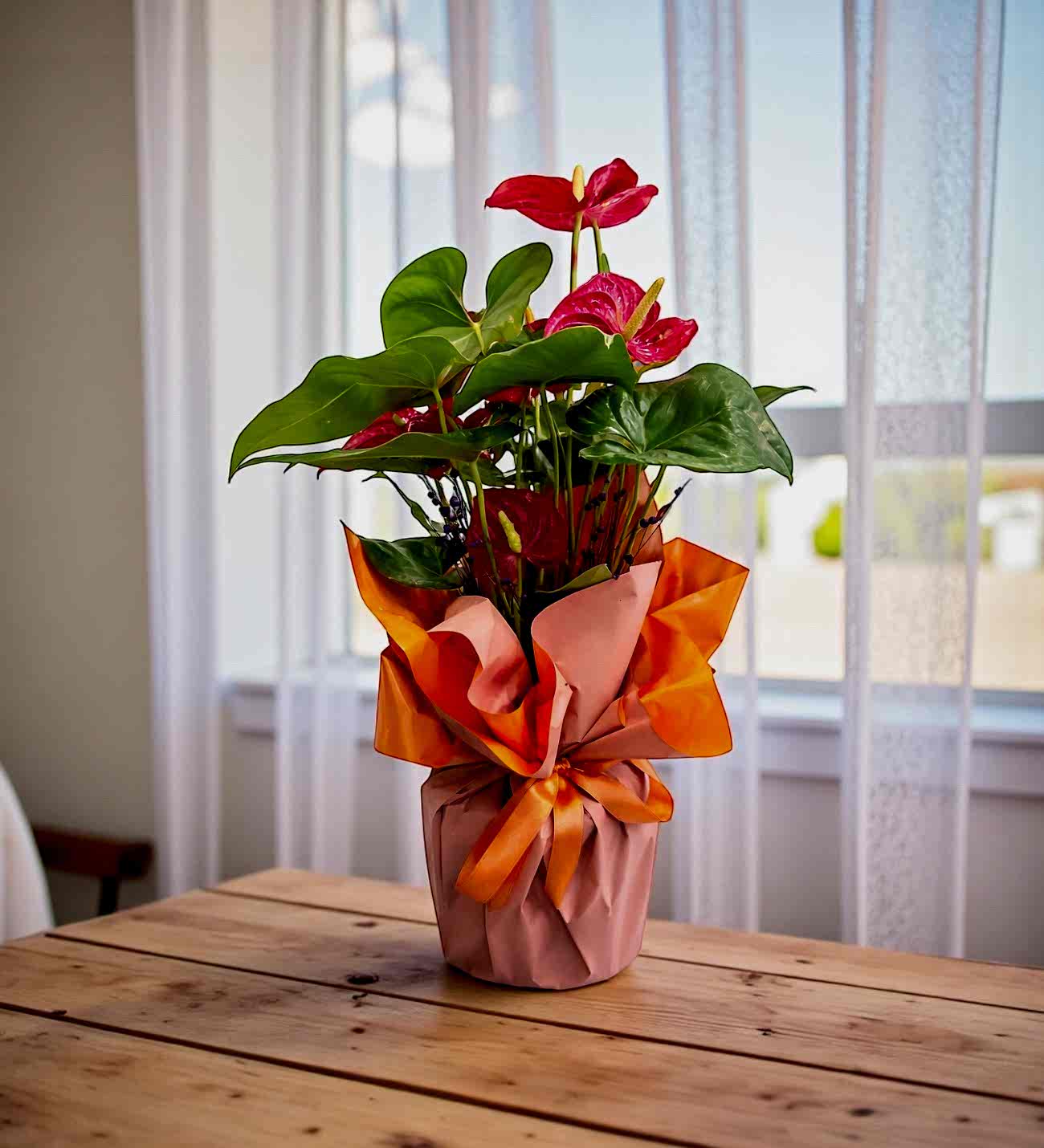 Kırmızı Antoryum Saksı Çiçeği 